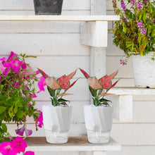 Load image into Gallery viewer, Self Watering Planter