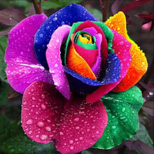 Load image into Gallery viewer, Rainbow Rose Seeds