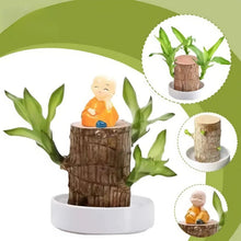Load image into Gallery viewer, Lucky Brazilian Wood Plant