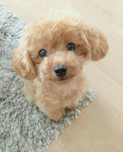 Load image into Gallery viewer, Realistic Teddy Dog Lucky | Plush Puppy