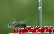 Load image into Gallery viewer, Ant Proof Hummingbird Feeder Outdoor Hanging Perch
