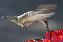 Load image into Gallery viewer, Ant Proof Hummingbird Feeder Outdoor Hanging Perch
