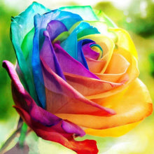 Load image into Gallery viewer, Rainbow Rose Seeds
