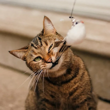 Load image into Gallery viewer, Interactive Bird Simulation Cat Toy Set
