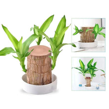 Load image into Gallery viewer, Lucky Brazilian Wood Plant
