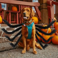 Load image into Gallery viewer, Pet Funny Spider Costume
