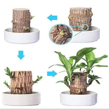 Load image into Gallery viewer, Lucky Brazilian Wood Plant
