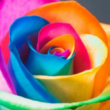 Load image into Gallery viewer, Rainbow Rose Seeds

