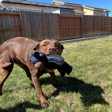 Load image into Gallery viewer, Indestructible &amp; Interactive Bear Dog Toys For Heavy Chewers
