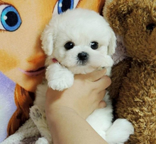 Load image into Gallery viewer, Realistic Teddy Dog Lucky | Plush Puppy

