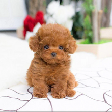 Load image into Gallery viewer, Realistic Teddy Dog Lucky | Plush Puppy
